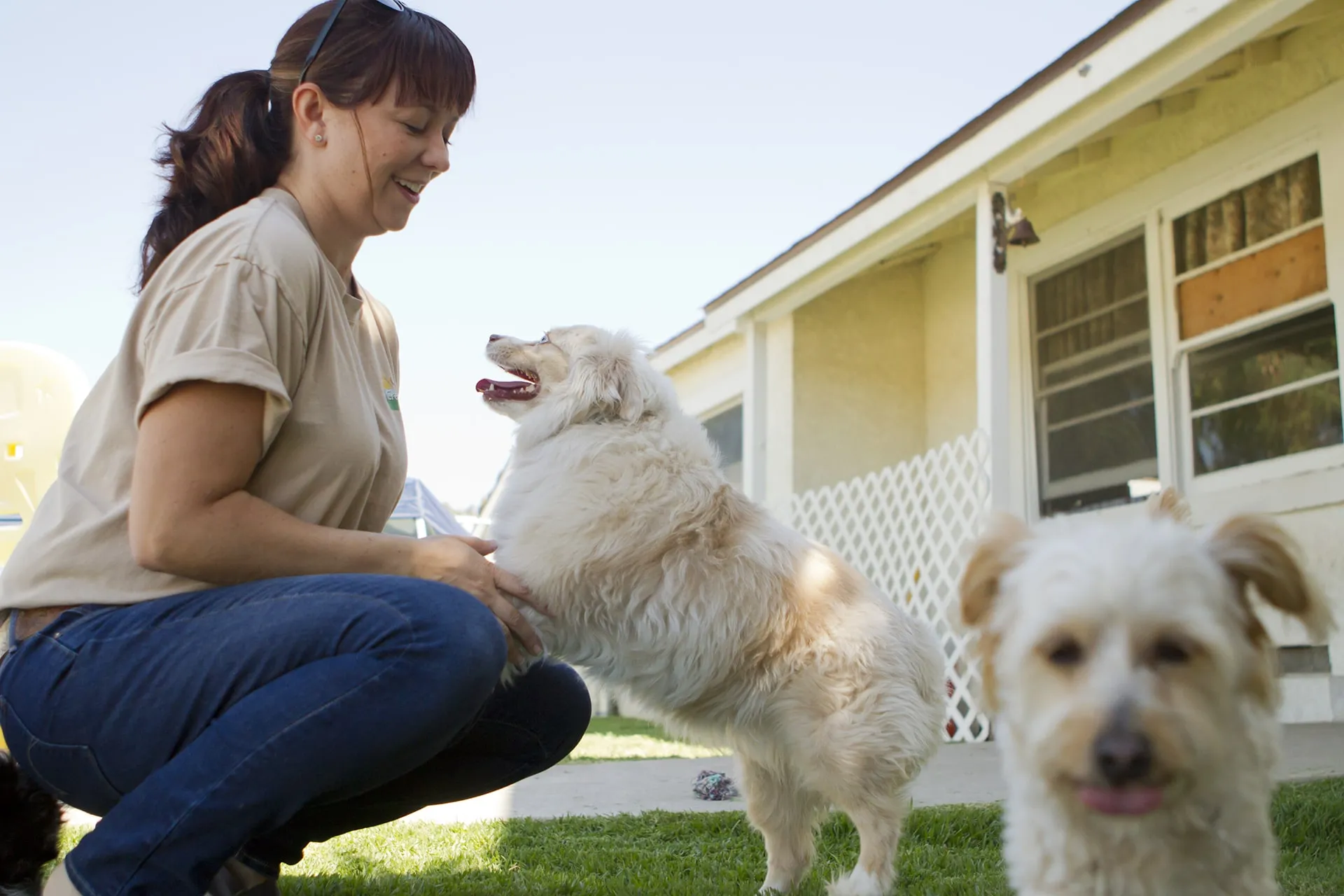 Veterinary Supervision