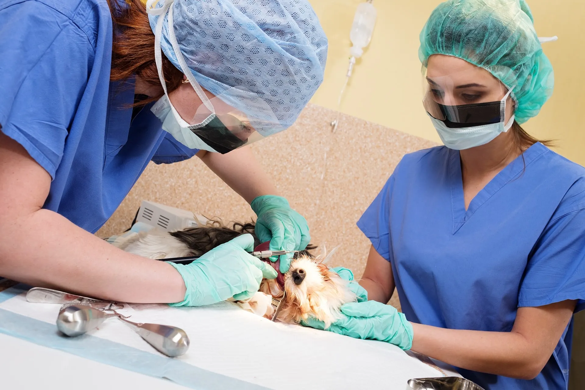 Animal Dental Care