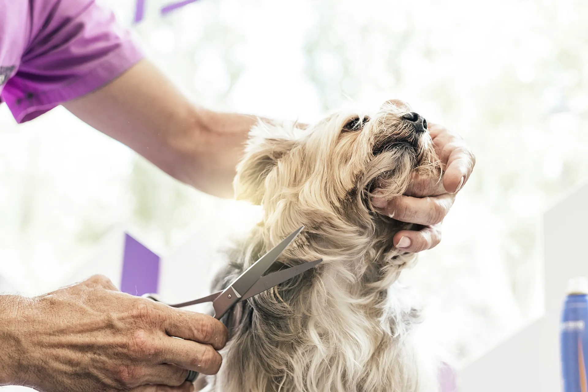 Pet Grooming