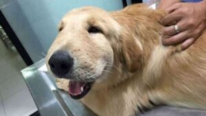 Can pet Dogs have vaccine reactions