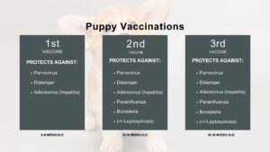 Puppy Vaccination Schedule