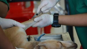 Understanding Dog Vaccinations