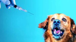 Why Give Your Dog a Vaccine